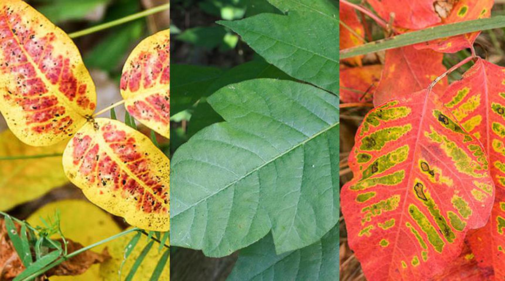 What You Need To Know About Poison Ivy Poison Oak And Poison Sumac Pharmaceutical Specialties Inc,Green Mexican Sauces